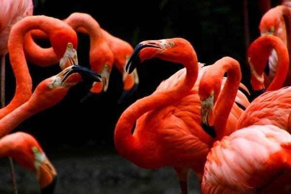 Flamingos Schönbrunn