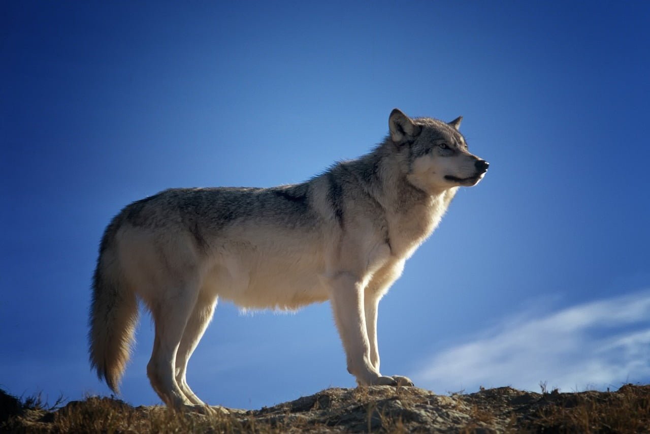 Vorarlberger Landtag Wolfe